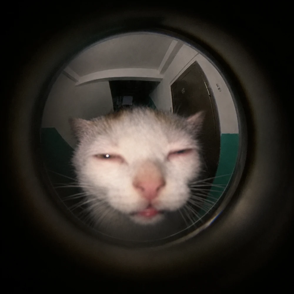 Peephole Cat at the lens